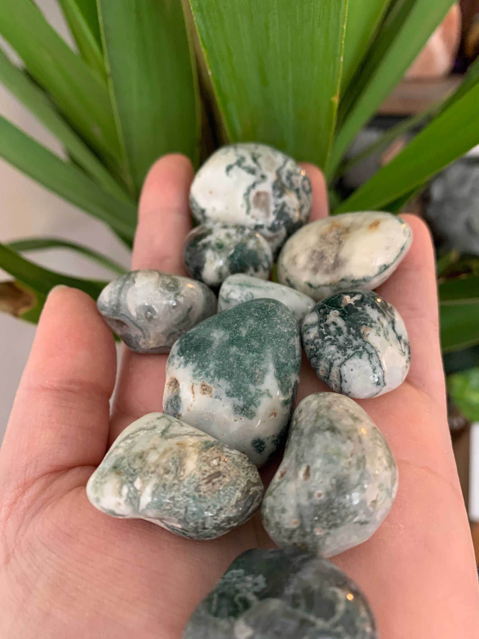 Tree Agate tumbled